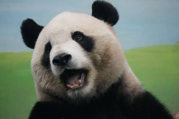Minority-Owned Business Spotlight: Panda Restaurant Group